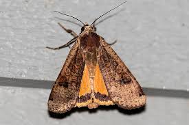 Attēlu rezultāti vaicājumam “Noctua pronuba”