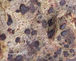 Attēlu rezultāti vaicājumam “Arthonia byssacea”