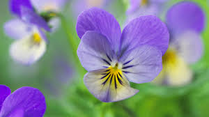 Image result for Veilchen