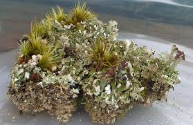 Attēlu rezultāti vaicājumam “Cladonia phyllophora”