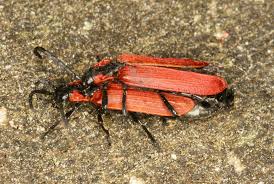 Attēlu rezultāti vaicājumam “Lygistopterus sanguineus”