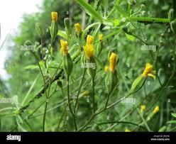 Attēlu rezultāti vaicājumam “Lapsana communis bud”