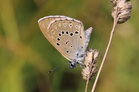 Attēlu rezultāti vaicājumam “Maculinea teleius”