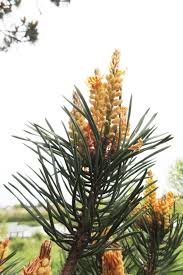 Attēlu rezultāti vaicājumam “Pinus sylvestris female flower”