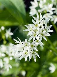 Attēlu rezultāti vaicājumam “Allium ursinum flower”