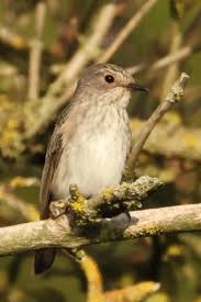 Attēlu rezultāti vaicājumam “Muscicapidae”