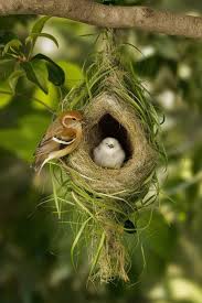 Attēlu rezultāti vaicājumam “Remiz pendulinus adult”