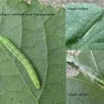 Attēlu rezultāti vaicājumam “Semioscopis avellanella”