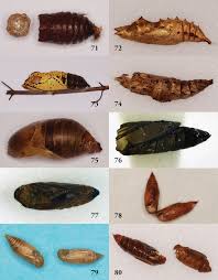 Attēlu rezultāti vaicājumam “Aporia crataegi pupa”