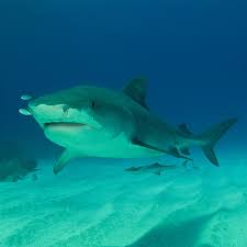 Image result for Galeocerdo cuvier