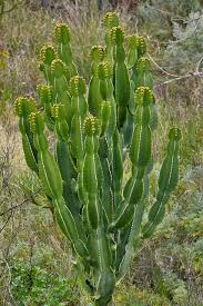 Image result for Wolfsmilch