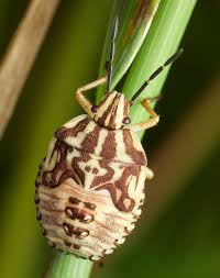Attēlu rezultāti vaicājumam “Carpocoris sp. nymph”