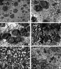 Attēlu rezultāti vaicājumam “Porpidia macrocarpa”