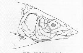 Image result for Coregonus oxyrinchus