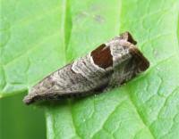 Attēlu rezultāti vaicājumam “Notocelia uddmanniana”