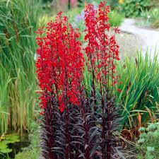 Image result for Männertreu