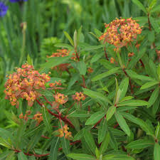 Attēlu rezultāti vaicājumam “Euphorbia palustris flower”