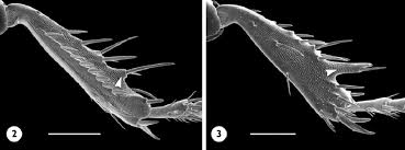 Attēlu rezultāti vaicājumam “Clivina fossor”