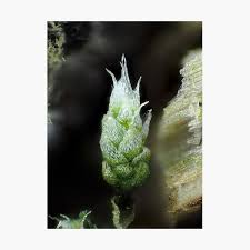 Attēlu rezultāti vaicājumam “Bryales”