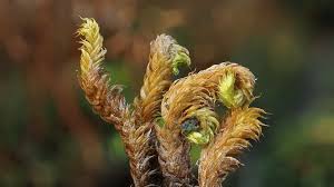 Attēlu rezultāti vaicājumam “Drepanocladus lycopodioides”