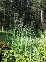 Attēlu rezultāti vaicājumam “Milium effusum”