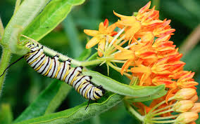 Image result for monarch caterpillar