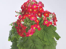 Image result for Primula malacoides