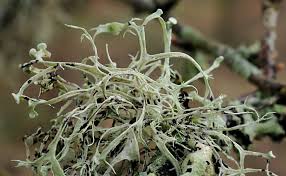 Attēlu rezultāti vaicājumam “Ramalina calicaris”