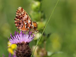 Attēlu rezultāti vaicājumam “Boloria titania”