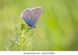 Attēlu rezultāti vaicājumam “Agrodiaetus amandus female”