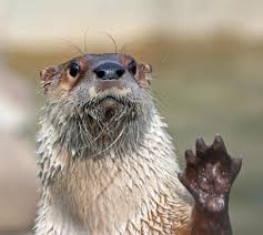 Image result for Worthing Otters