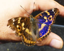 Attēlu rezultāti vaicājumam “Apatura ilia female”