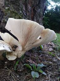 Attēlu rezultāti vaicājumam “Lentinus lepideus”