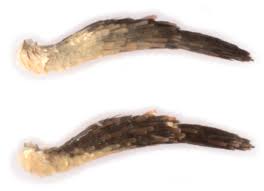 Attēlu rezultāti vaicājumam “Hypochalcia ahenella”