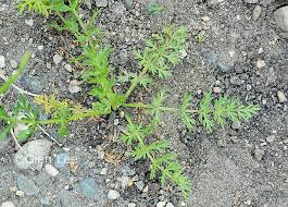 Attēlu rezultāti vaicājumam “Carum carvi leaf”