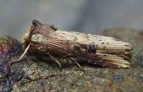 Attēlu rezultāti vaicājumam “Axylia putris”