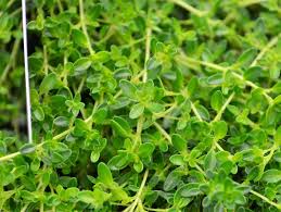 Attēlu rezultāti vaicājumam “Thymus serpyllum”