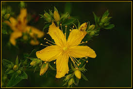 Attēlu rezultāti vaicājumam “Hypericum perforatum flower”