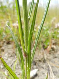 Attēlu rezultāti vaicājumam “Crepis tectorum”