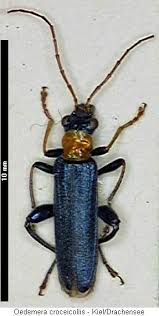 Attēlu rezultāti vaicājumam “Oedemera croceicollis”