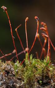 Attēlu rezultāti vaicājumam “Dicranella varia”