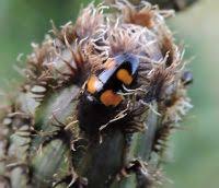 Attēlu rezultāti vaicājumam “Glischrochilus grandis”