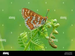 Attēlu rezultāti vaicājumam “Euphydrias aurinia upperside”