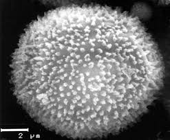 Attēlu rezultāti vaicājumam “Physarum bivalve sessile”