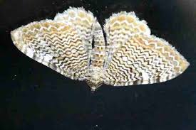 Attēlu rezultāti vaicājumam “Hydria undulata”