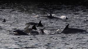 Image result for japan dolphin slaughter