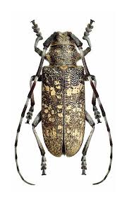 Attēlu rezultāti vaicājumam “Monochamus sutor”