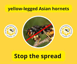 Image result for Boccia In Epsom & Ewell (Bees)