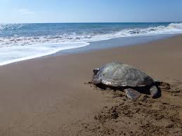 Image result for Caretta caretta