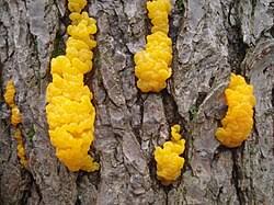 Attēlu rezultāti vaicājumam “Dacrymyces chrysospermus”